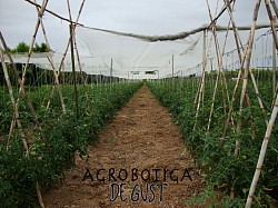 La tomatada en el seu màxim esplendor