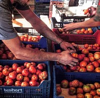 Les tomates estan seleccionades a ma