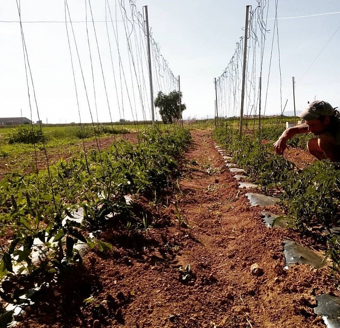 Plantació del tomatamen, toca esbrotar les tomates, feina manual i molt entretinguda