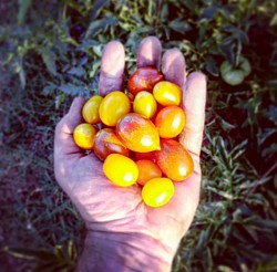 Una mà de gustos i colors