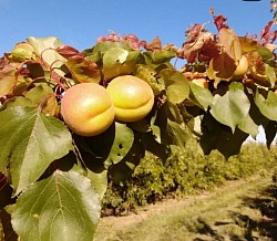 Els primers fruits són els més desitjats